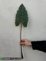 برگ بابا آدم سایز ۷۰