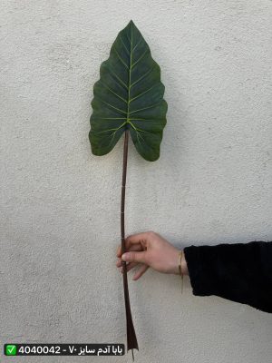 برگ بابا آدم سایز ۷۰