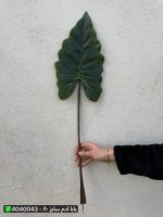 برگ بابا آدم سایز ۸۰