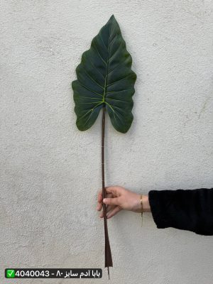 برگ بابا آدم سایز ۸۰