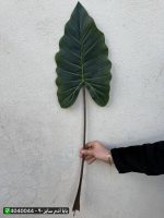 برگ بابا آدم سایز ۹۰