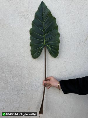 برگ بابا آدم سایز ۹۰