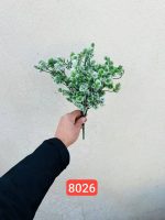 بوته کاجی برفی ۱۲ شاخه