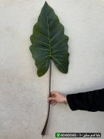 برگ بابا آدم سایز ۱۰۰ سانت