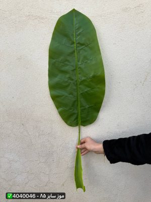 برگ موز سایز ۸۵