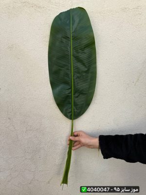 برگ موز سایز ۹۵