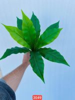 بوته باکسی ۹ برگ