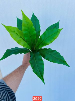 بوته باکسی ۹ برگ