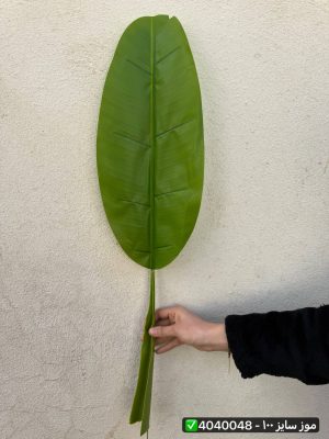 برگ موز سایز ۱۰۰