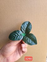 برگ رز ( پک 250 تایی)