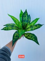 بوته باکسی  ۱۲ برگ