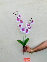 شاخه ارکیده ۲ بازو برگدار ریشه دار (پک 12تایی )