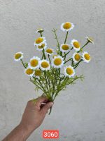 بوته بابونه وارداتی