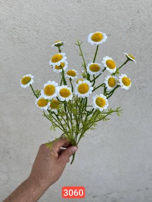 بوته بابونه وارداتی