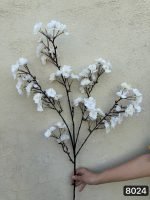 شکوفه گیلاس پرطرفدار