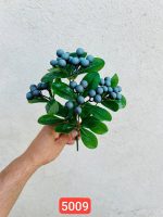 بوته بلوبری خارجی (پک 12 تایی)