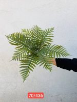 بوته سرخس ژله ای ۹ برگ