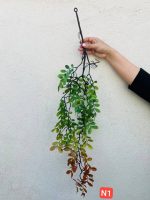 آویز برگ خرفه