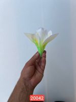 سرگل لیلیوم ( پک 50تایی )