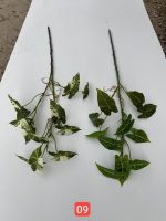 شاخه برگ سینگینیوم کوچک وارداتی