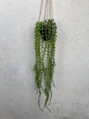 آویز غوره طنابدار