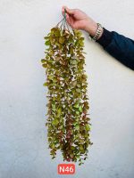 آویز شمشاد 5 بازو پر حجم وارداتی