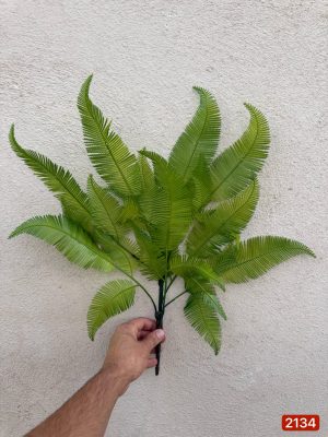 بوته سرخس ژله ای