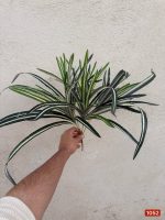 بوته شاه برنج