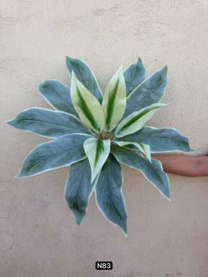 بوته باکسی ۱۵ برگ لمسی