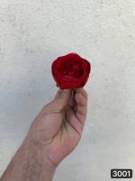 سر گل پیونی ( پک 30 تایی )