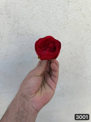 سر گل پیونی ( پک 30 تایی )