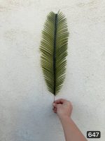 تک برگ سیکاس بلند ( پک 10عددی )