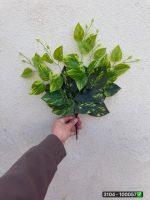 بوته برگ لمسی ۵بازو