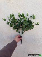 بوته اکالیپتوس سبز