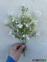 بوته شکوفه عروس