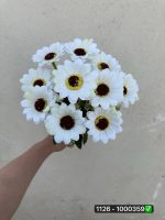 بوته مارگریت ۱۰ گل( پک 6 عددی)