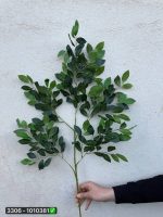 شاخه برگ بزرگ