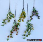 شاخه گل ورزیا ۳ بازو (پک 12 عددی)