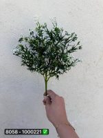 بوته شکوفه کبریتی تیغ دار