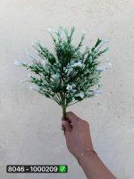 بوته شویدی گل اناری ۹ بازو