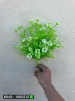 بوته شویدی گشنیز ۵ بازو