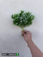 بوته شکوفه خارجی