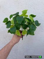 بوته باکسی ۷بازو لمسی کوتاه