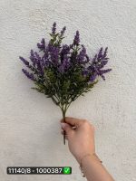 گل بوته شویدی نوک برفی