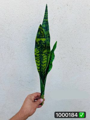 سانسوریا ۵۰سانت کراواتی