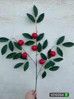 شاخه سیب ایرانی
