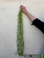 آویز شمشاد ریز