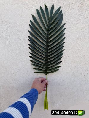 برگ کنتیا لمسی ۶۰سانت