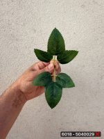 برگ ۶پر (پک ۲۰۰عددی)