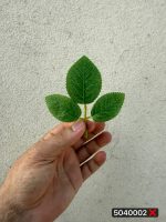 برگ ۳ پر ایستاده سایز۱ (پک ۲۵۰عددی)